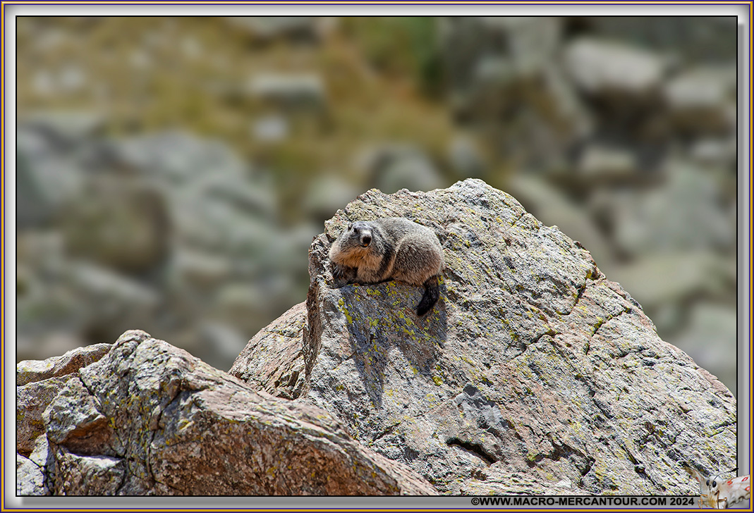 MARMOTTES